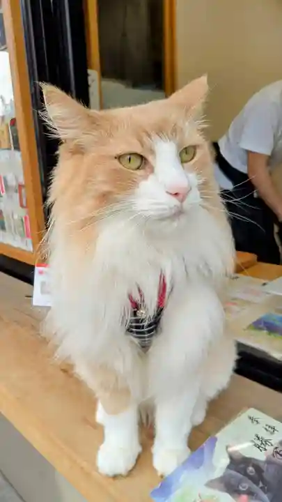 駒込妙義神社の動物