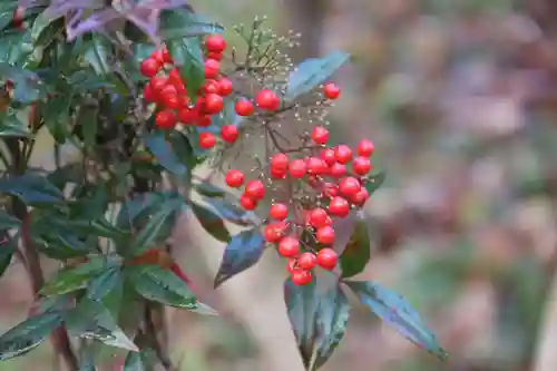 阿久津「田村神社」（郡山市阿久津町）旧社名：伊豆箱根三嶋三社の庭園