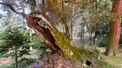 	八幡神社(福井県)