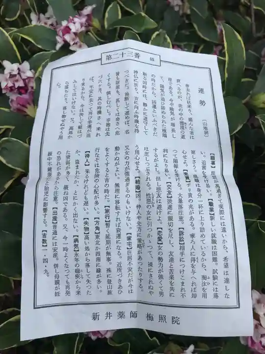 新井薬師(梅照院)のおみくじ