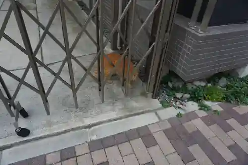 当代島稲荷神社の動物