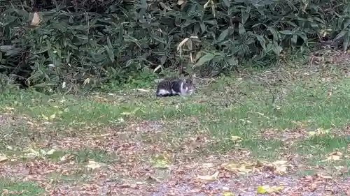 十勝神社の動物