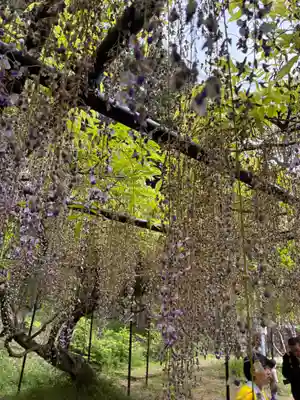 天台宗 五大山 白毫寺の自然