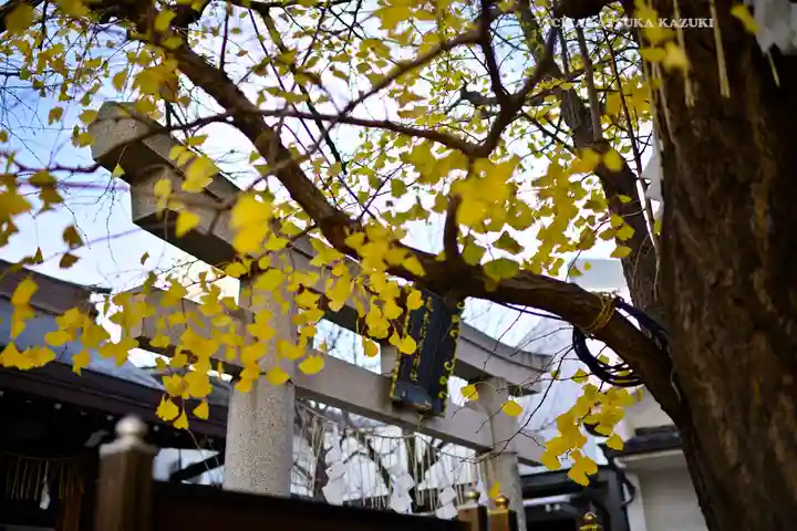 飛木稲荷神社の自然