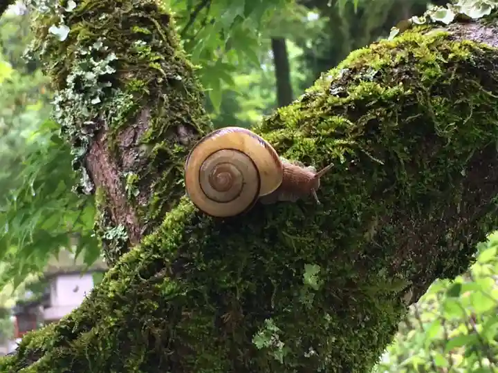高良大社(福岡県)