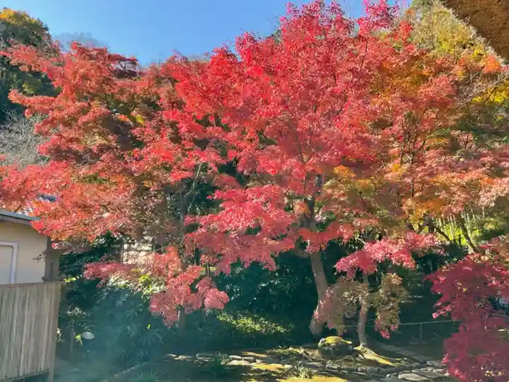 長壽寺(長寿寺)の自然