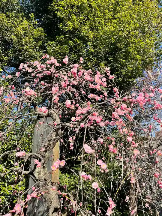 布多天神社(東京都)