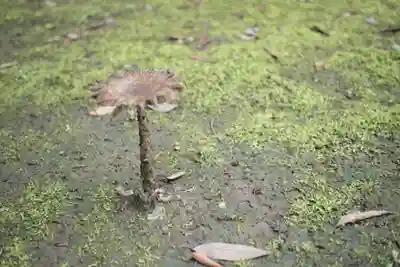 今城青坂稲実池上神社の自然