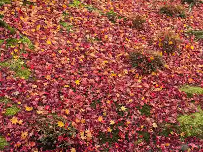 金剛寺(大阪府)