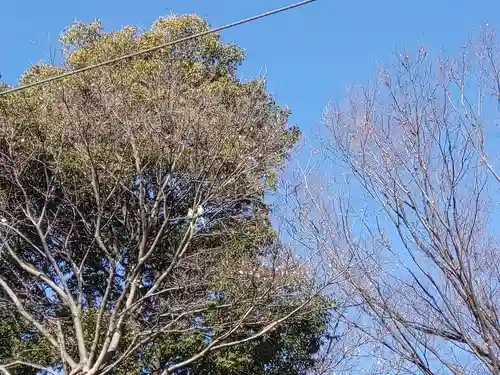 阿佐ヶ谷神明宮(東京都)