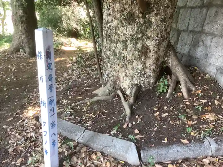 国玉神社・八劔社合殿の自然