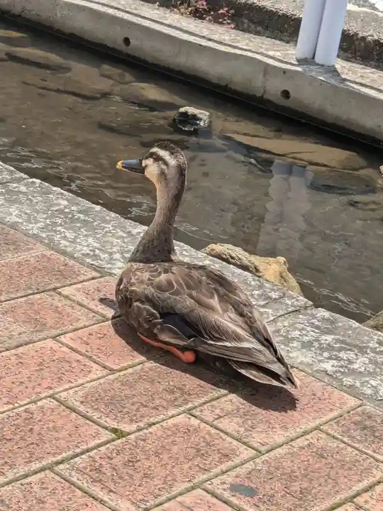 上千葉香取神社(東京都)