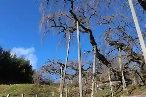瀧桜神明宮の自然