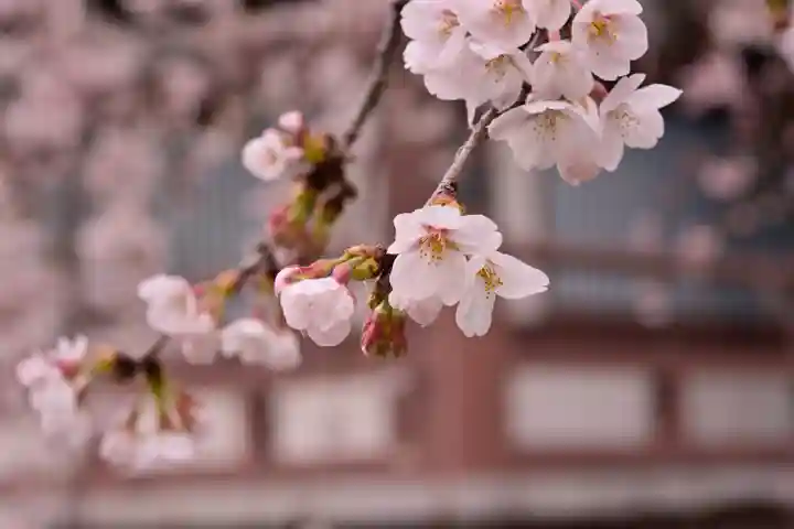 西新井大師総持寺の自然