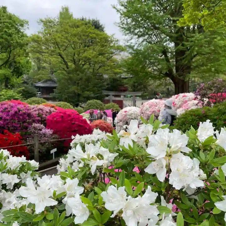 根津神社の自然