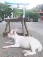 出雲大社相模分祠の動物