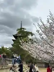 興福寺 南円堂の自然