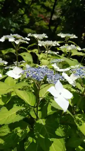 長壽寺（長寿寺）の自然