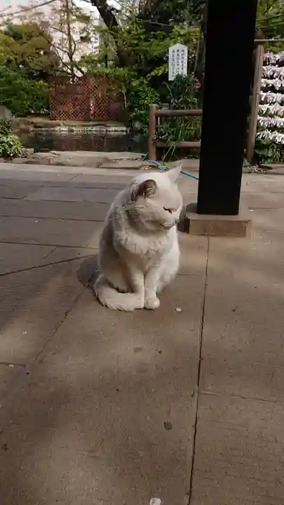 愛宕神社の動物