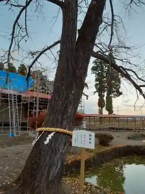 熊野神社の自然
