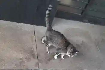 白金氷川神社の御朱印 2025年11月