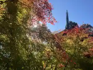 国宝 大法寺(長野県)(2024年11月09日(土) 09時45分21秒投稿)