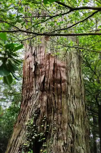 佐麻久嶺神社の自然