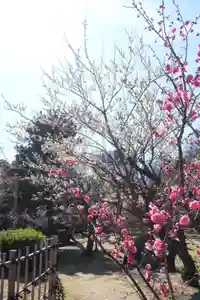 十日恵比須神社(福岡県)(2025年03月01日(土) 14時40分33秒投稿)