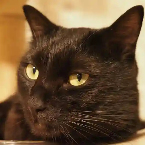 天王山 安楽寺(福井県)