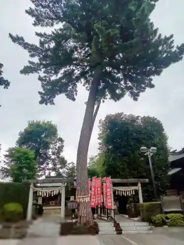 中野沼袋氷川神社(東京都)