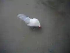 穂高神社本宮の動物