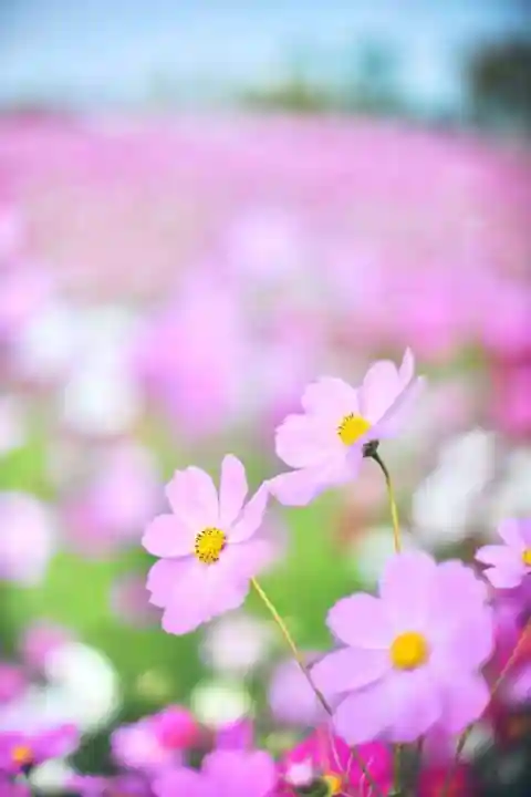 浄土寺(兵庫県)