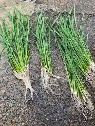 總社 和田八幡宮の自然