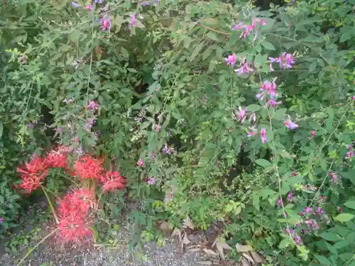 浄光明寺の自然