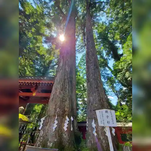 日光二荒山神社の自然