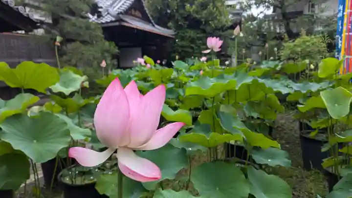 行願寺(革堂)(京都府)