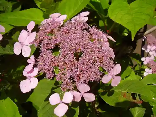御霊神社の自然