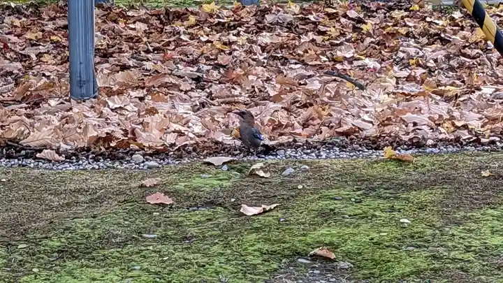 鷹栖神社の動物