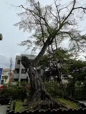 駒繋神社の自然
