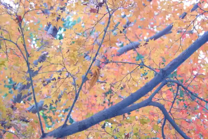 宇治神社の自然