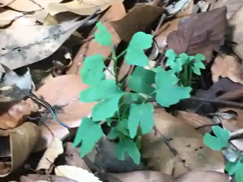 菅原神社の動物