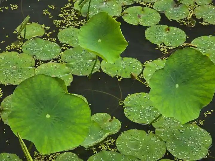 観音正寺(滋賀県)
