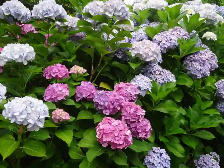 立志神社の自然
