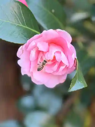 崇道天皇社(奈良県)