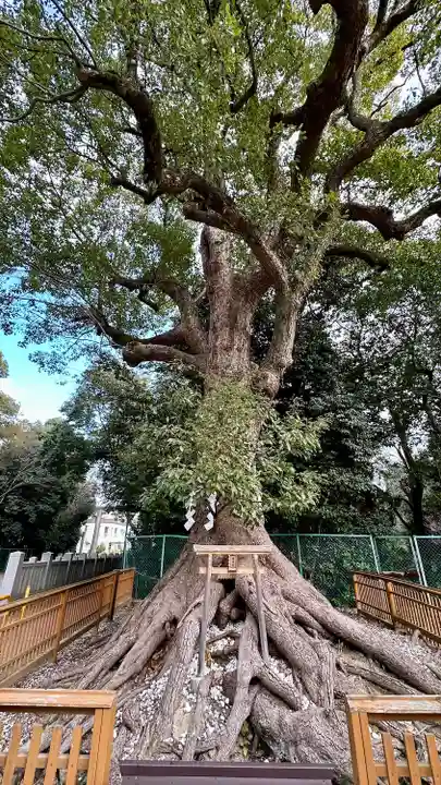 和泉國一之宮 大鳥大社(大阪府)