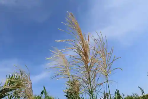 隠津島神社の自然