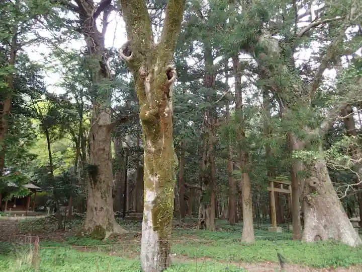 太祝詞神社の自然
