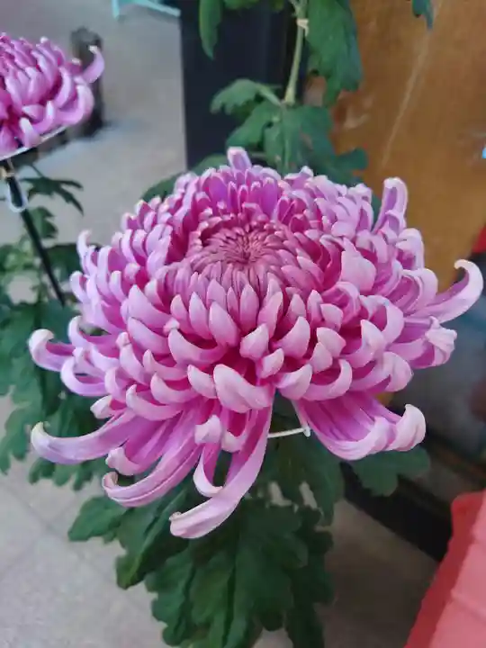 秩父神社(埼玉県)