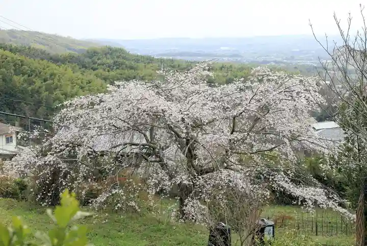 地蔵院(京都府)