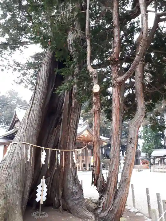 諏訪神社の自然